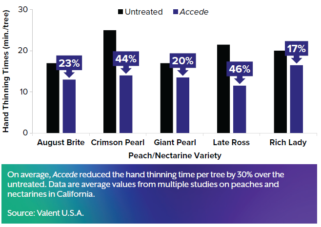 Accede thinning comparison