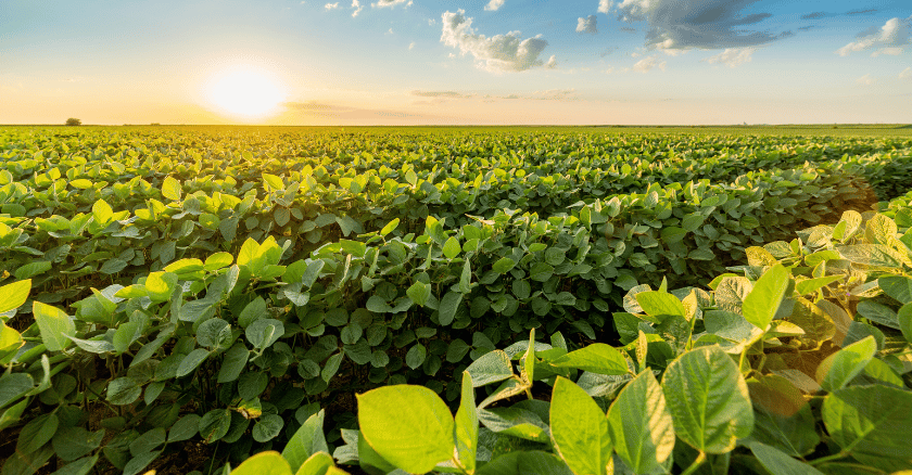 Soybean field