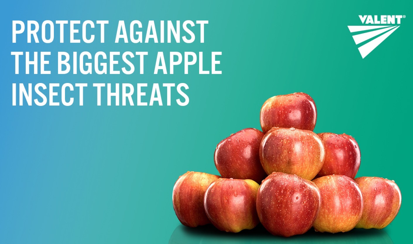Apple Insect Threats