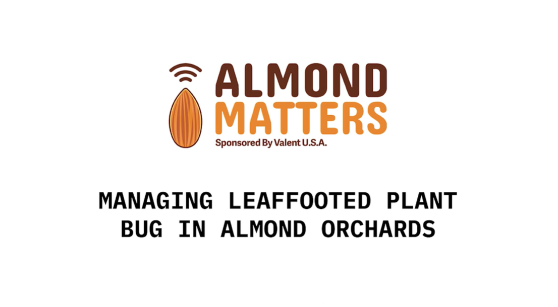 Managing leaffooted plant bug in almond orchards