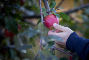 Apple orchard management