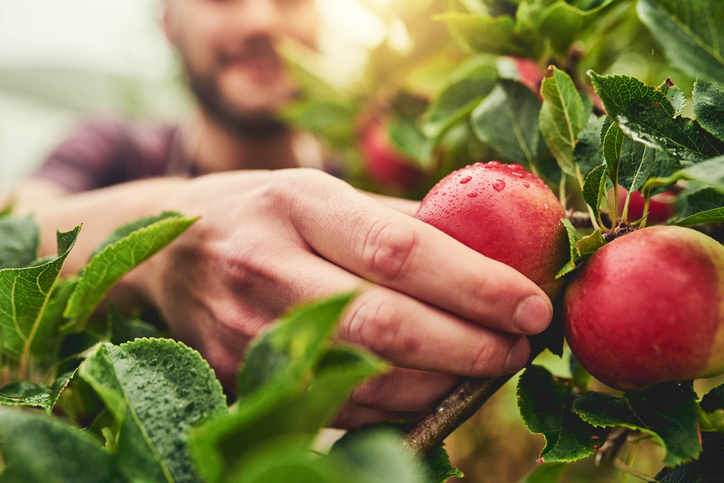 Apple harvest being picked