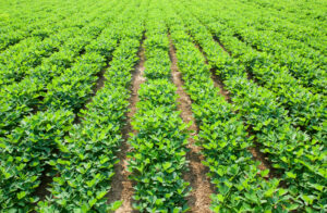 Peanut white mold Rhizoctonia control in peanut crop