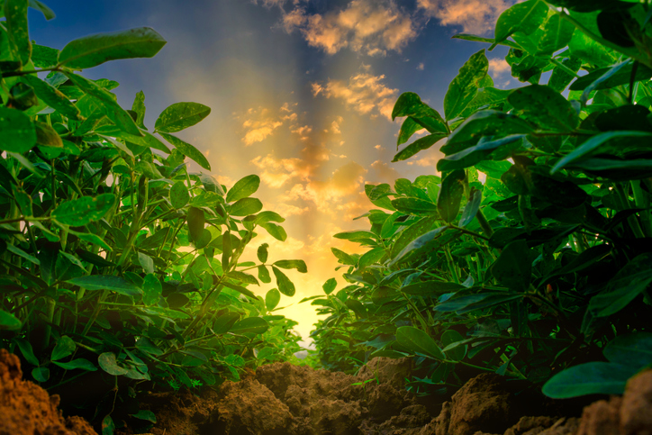 Peanut crop field