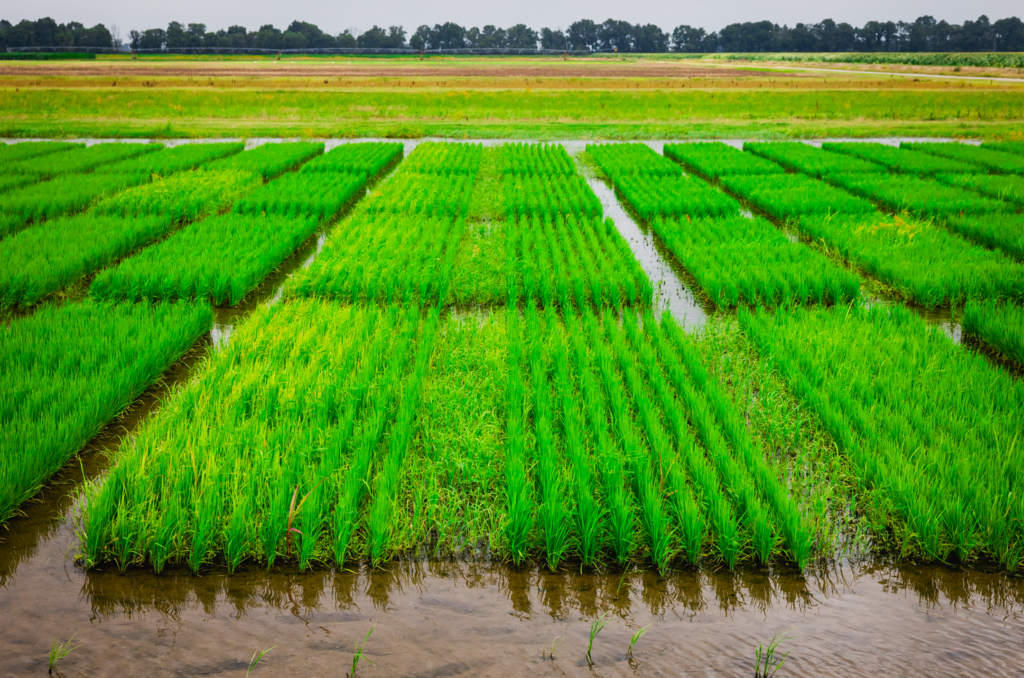 Row Rice Image Weed Issues Shift with Row Rice | Valent
