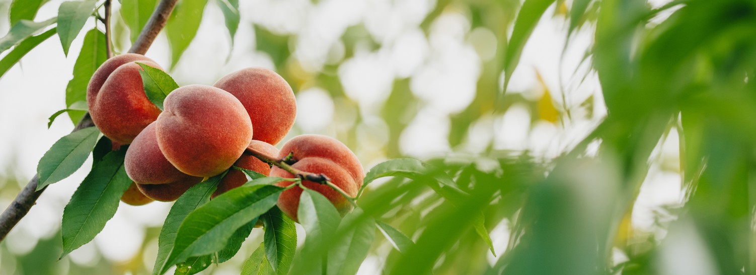 Peaches