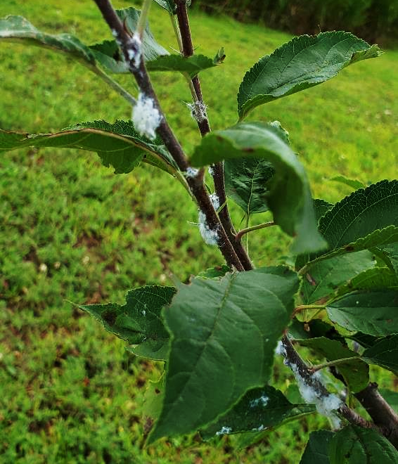 Woolly Apple Aphid - Eric Ott